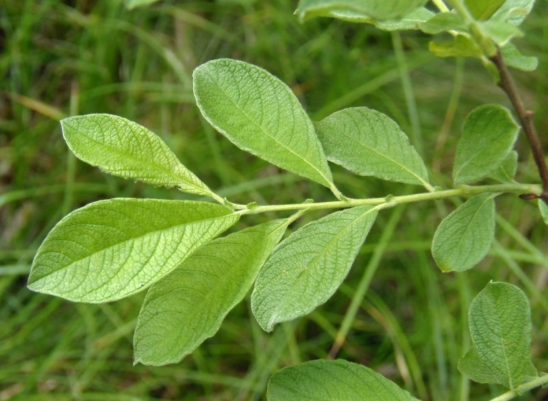 Ива ушастая Salix