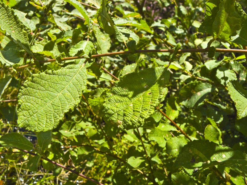 Salix herbacea-ботаника