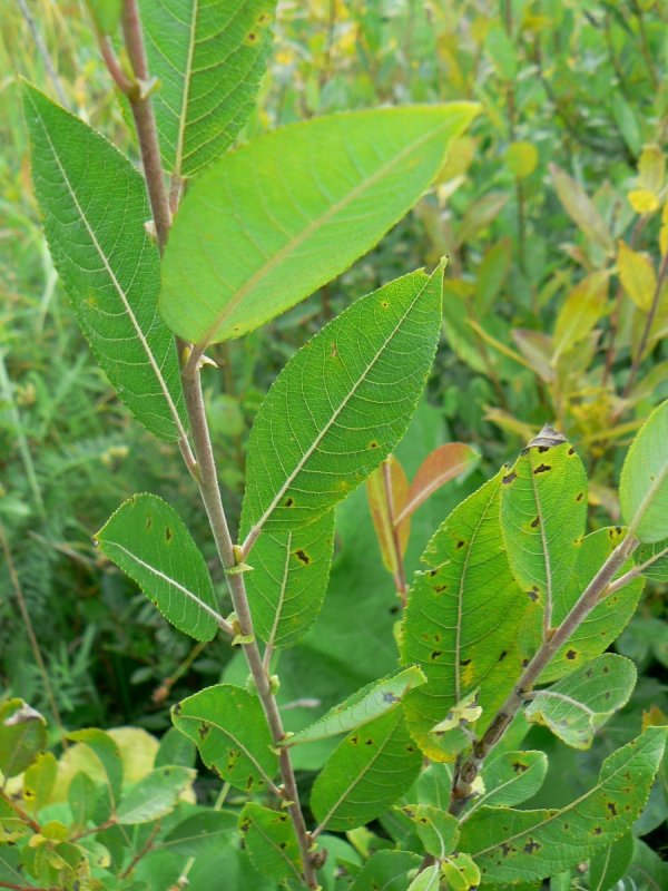 Ива ушастая (Salix Aurita