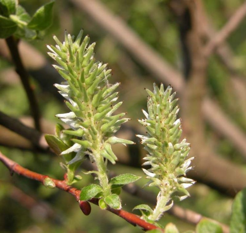 Ива ушастая (Salix Aurita l.)