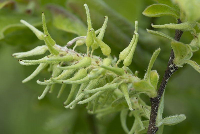 Ива ушастая (Salix Aurita
