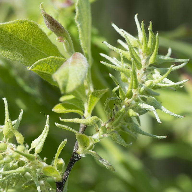 Salix Aurita