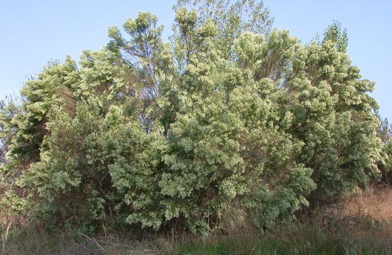 Ива белая (Salix Alba)