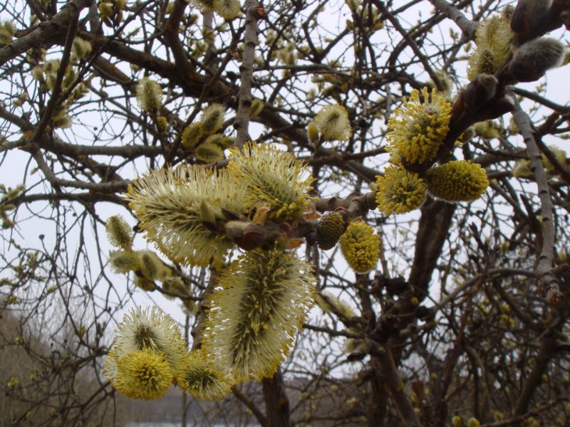 Salix Aurita