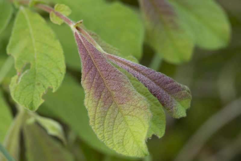 Salix viminalis