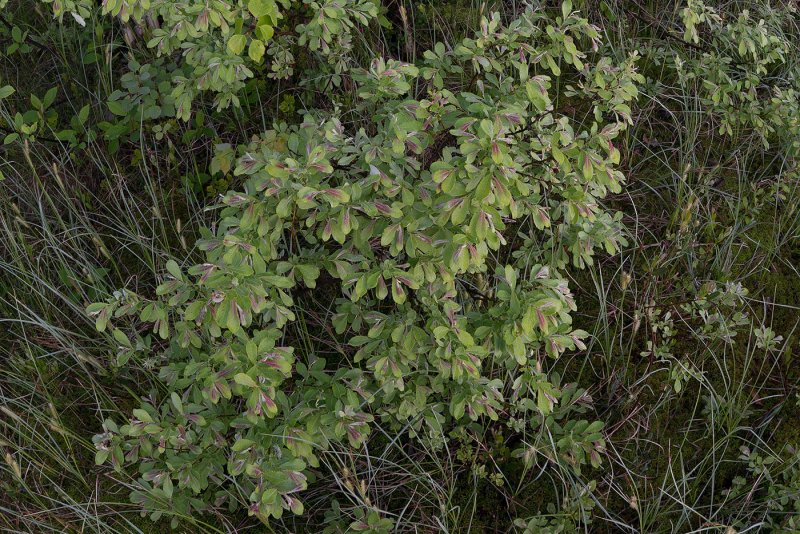 Ива ушастая (Salix Aurita l.)