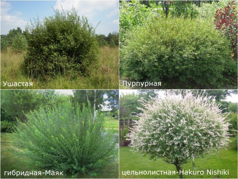 Молодой побег фото