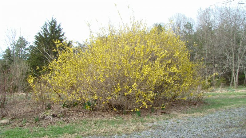 Ива ползучая /Salix repens Voorthuizen