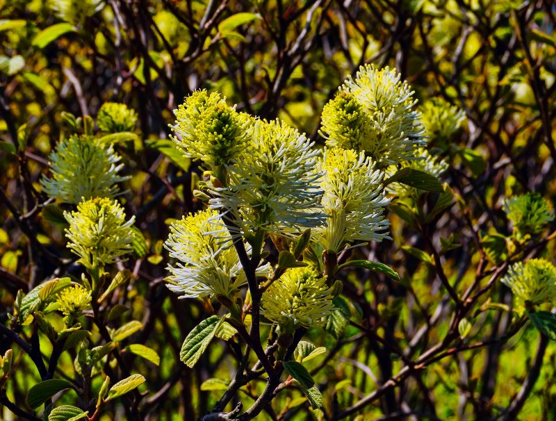 Salix purpurea