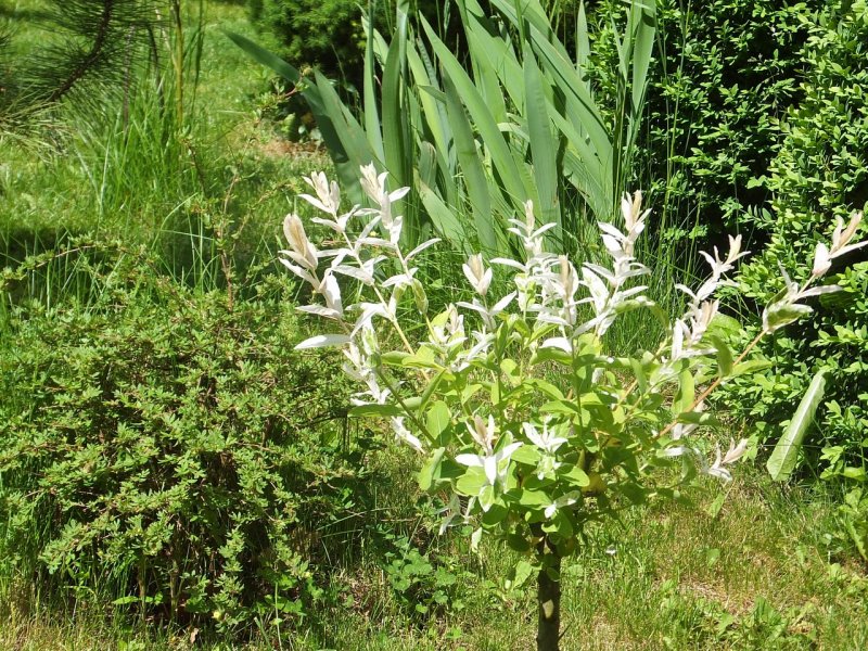 Salix hylematica Ива хилематика