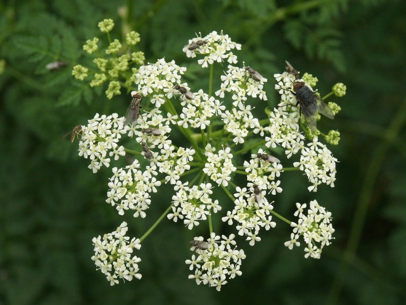 Conium maculatum болиголов пятнистый