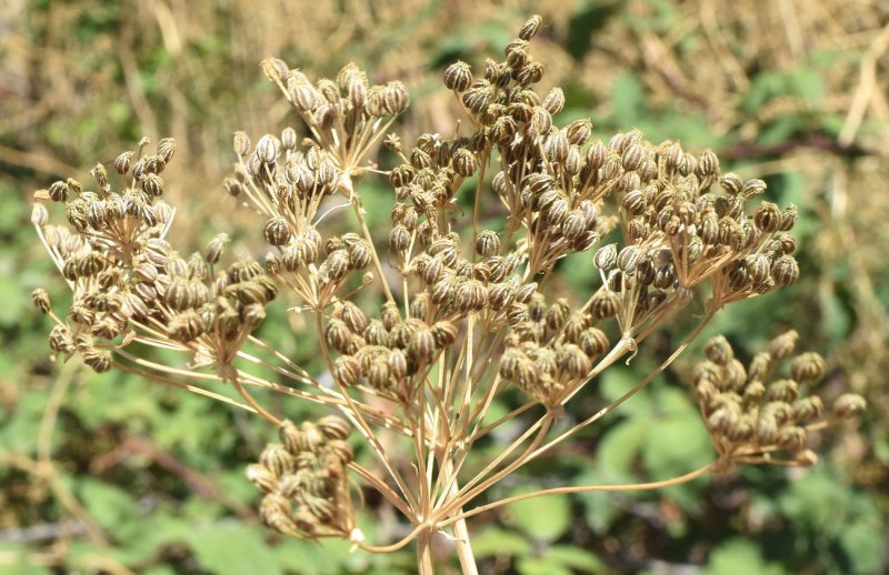 Conium maculatum болиголов пятнистый