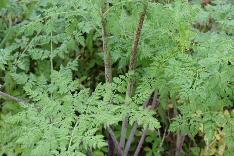 Conium maculatum болиголов пятнистый