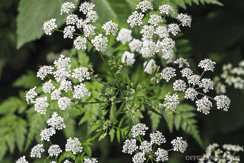 Conium maculatum болиголов пятнистый