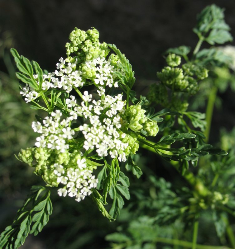 Растение Oenanthe crocata