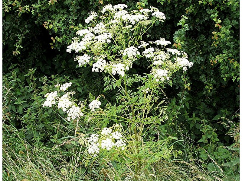 Conium maculatum болиголов пятнистый