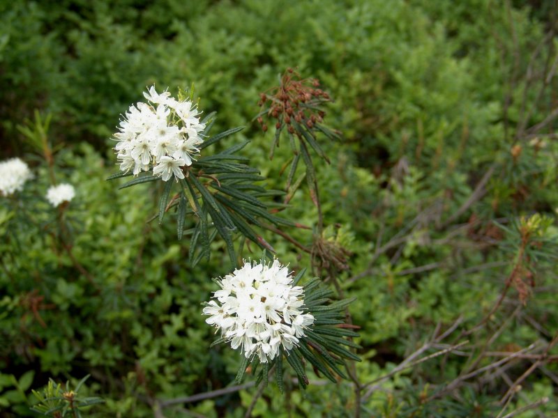 Багульник (Ledum palustre)