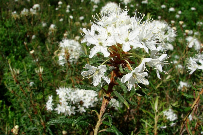 Rhododendron tomentosum