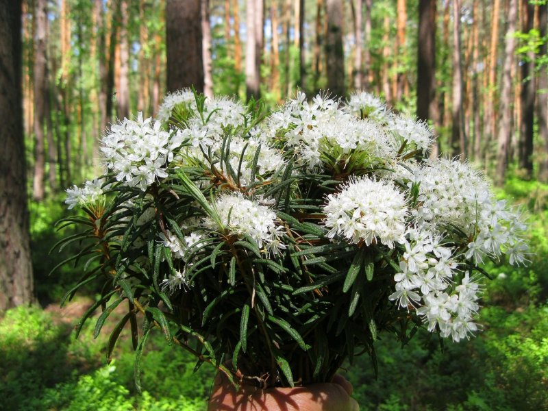 Багульник белый