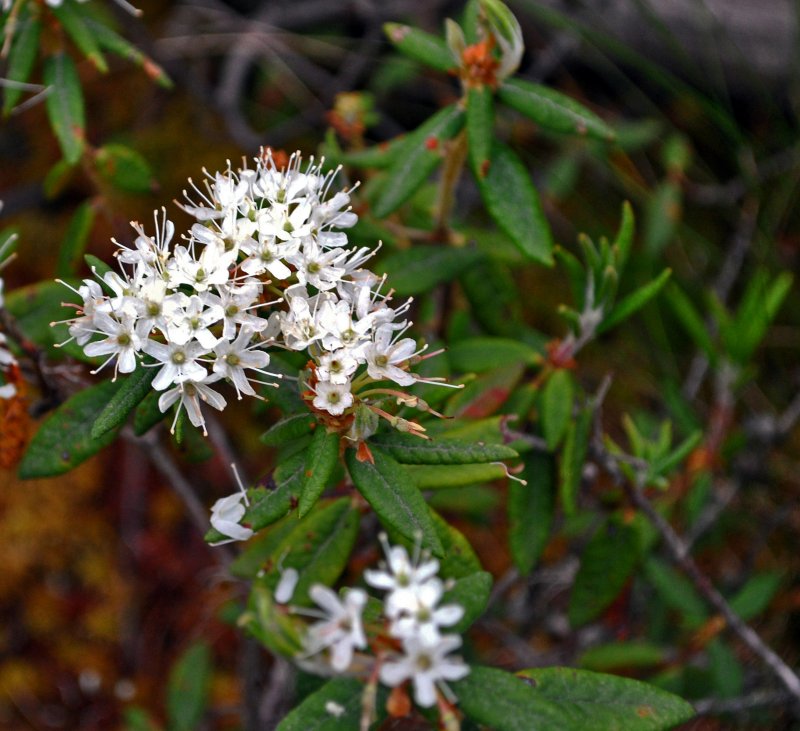 Багульник болотный Ledum palustre l.