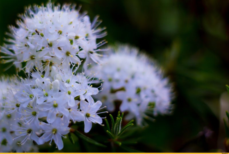 Rhododendron tomentosum