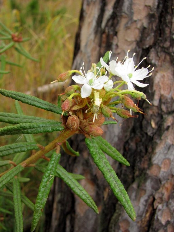 Рододендрон tomentosum