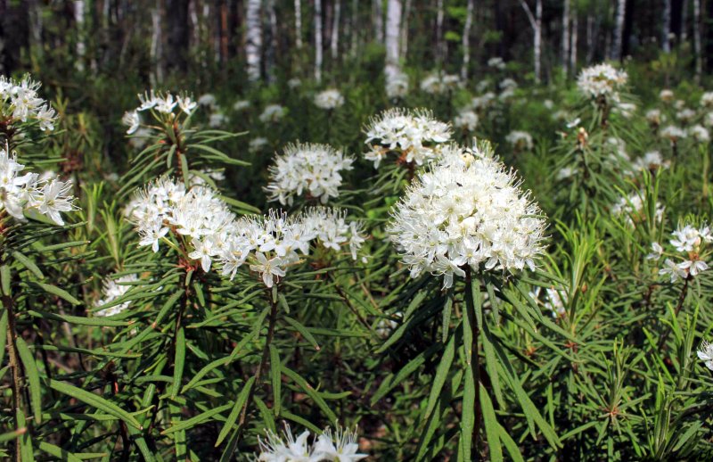 Багульник (Ledum palustre)