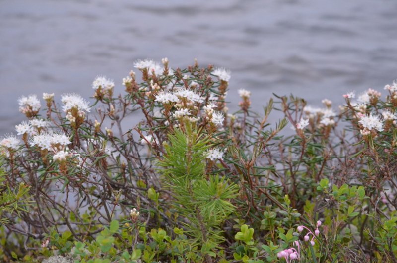 Багульник стелющийся Ledum decumbens