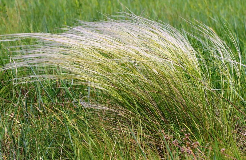 Ковыль Лессинга Stipa lessingiana