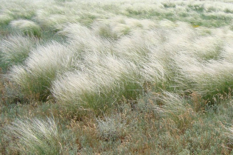 Stipa Rubens ковыль