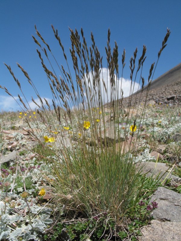 Овсяница Валлисская (Festuca valesiaca)