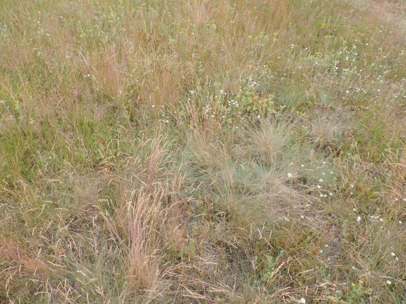 Овсяница Валлисская (Festuca valesiaca)