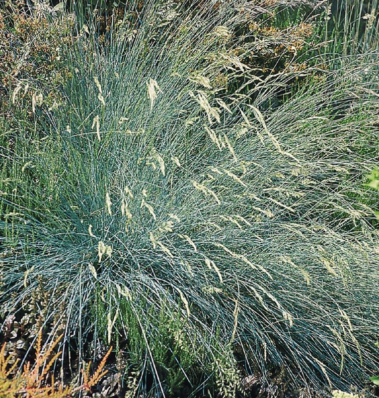 Stipa lessingiana Trin. Et Rupr. Ковыль Лессинга