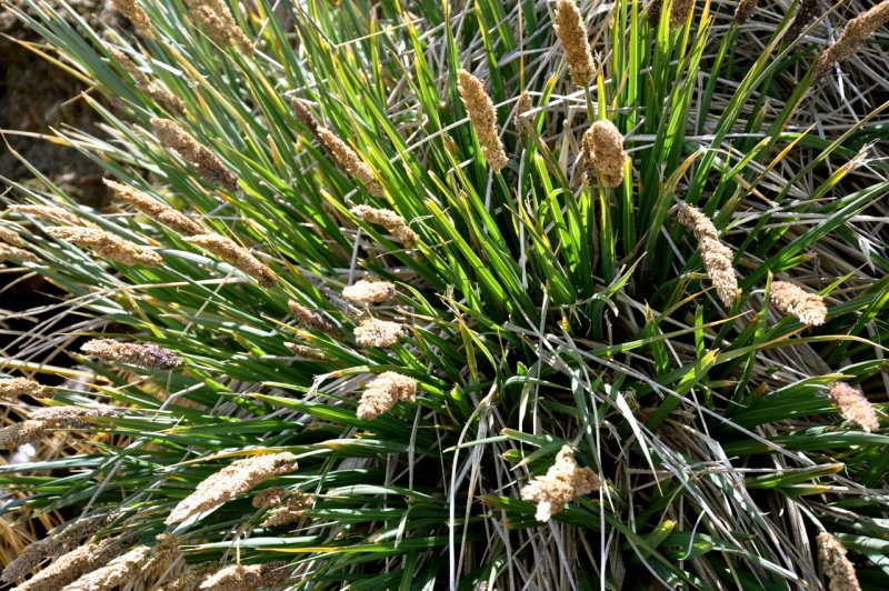 Festuca valesiaca var Glaucantha