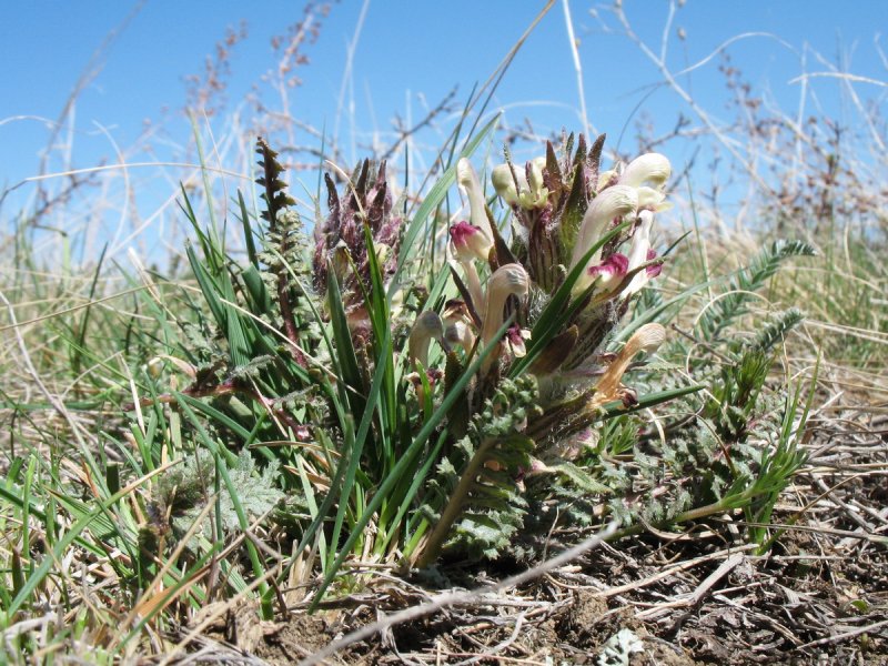 Festuca pseudovina