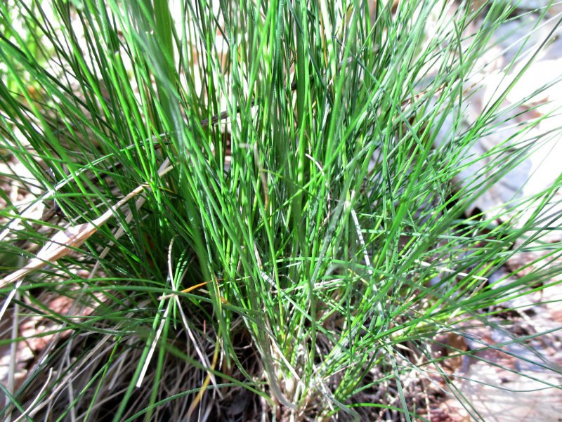 Festuca woronowii