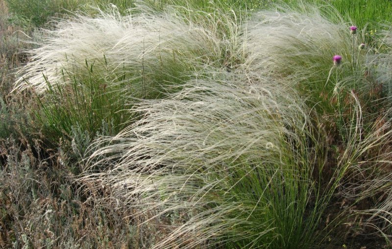 Festuca rupicola
