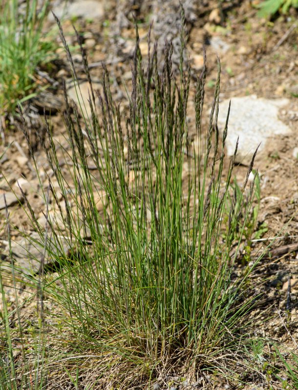Овсяница Валлисская (Festuca valesiaca)