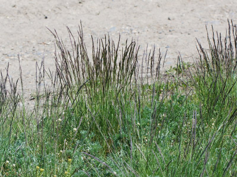 Калерия сизая (Koeleria glauca)