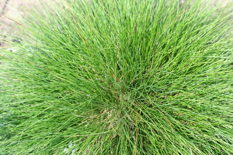 Festuca sulcata