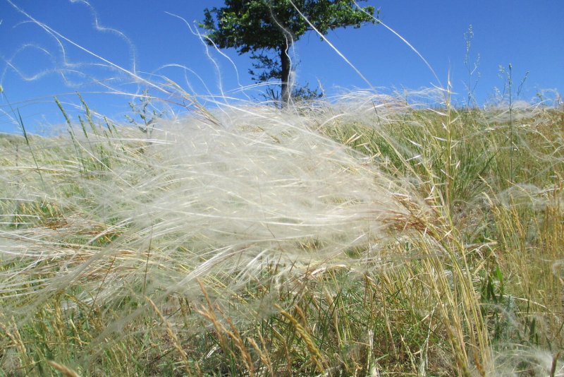 Ковыль красивейший (Stipa pulcherrima)