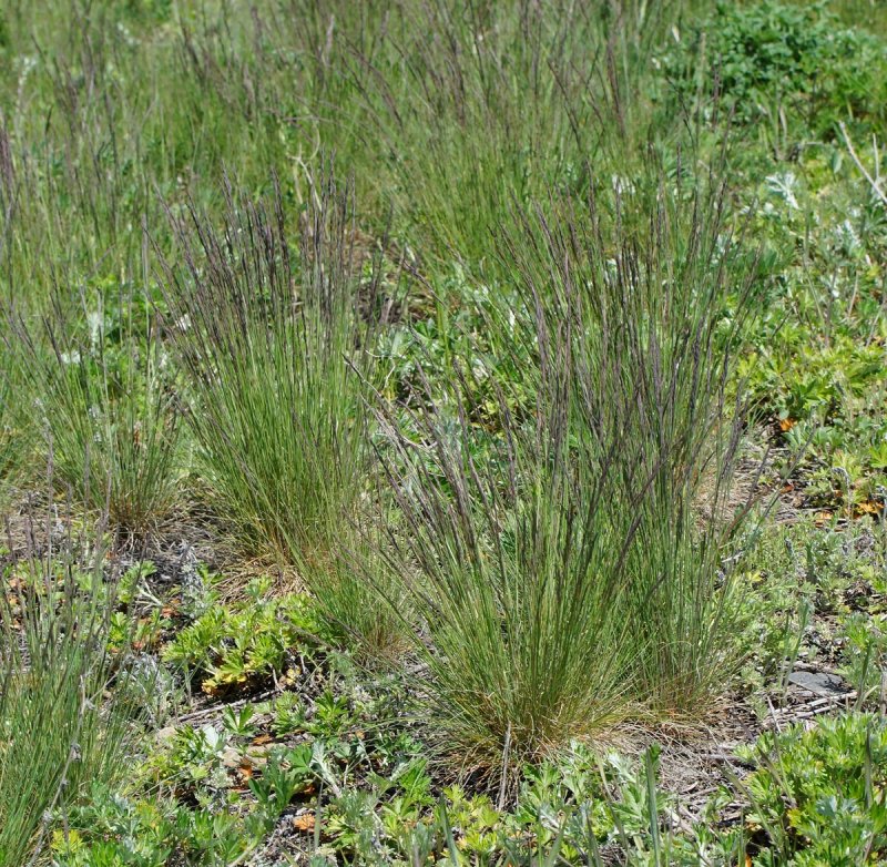 Ковыль перистый (Stipa pennata)
