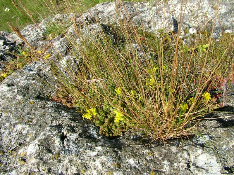 Сеслерия голубая Sesleria glauca