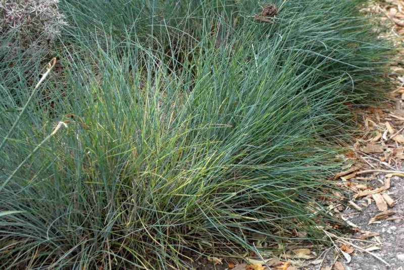 Stipa Arabica