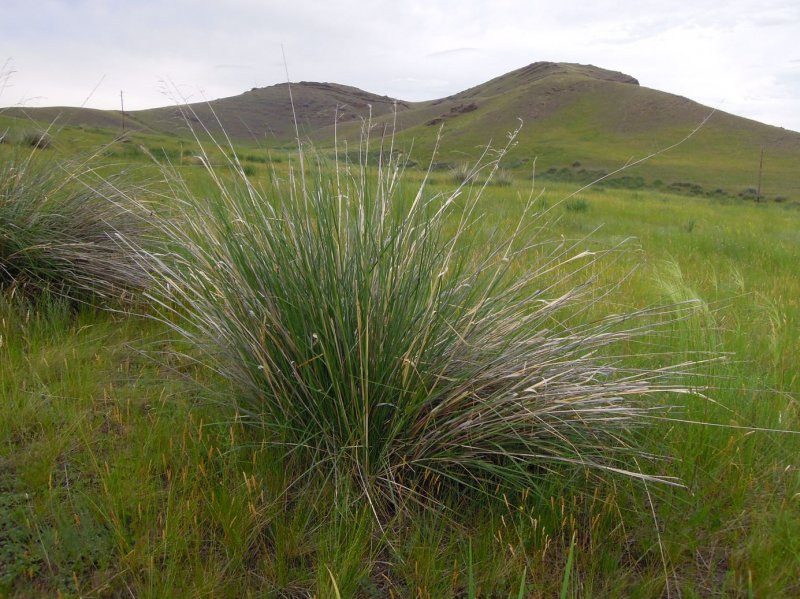 Овсяница метельчатая (Festuca Scoparia)