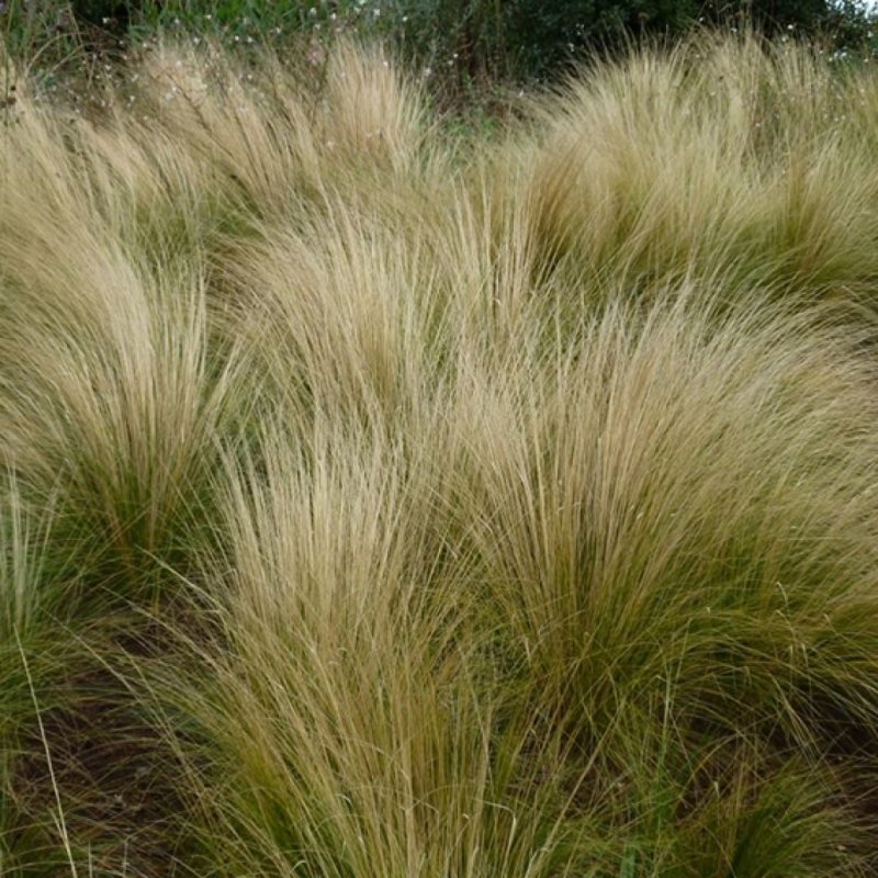 Stipa pennata