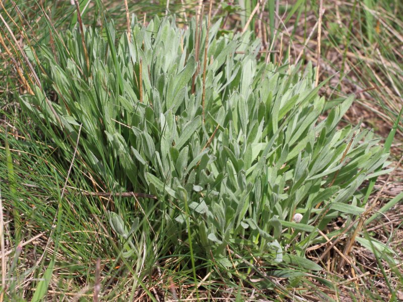Овсяница Луговая (Festuca pratensis)