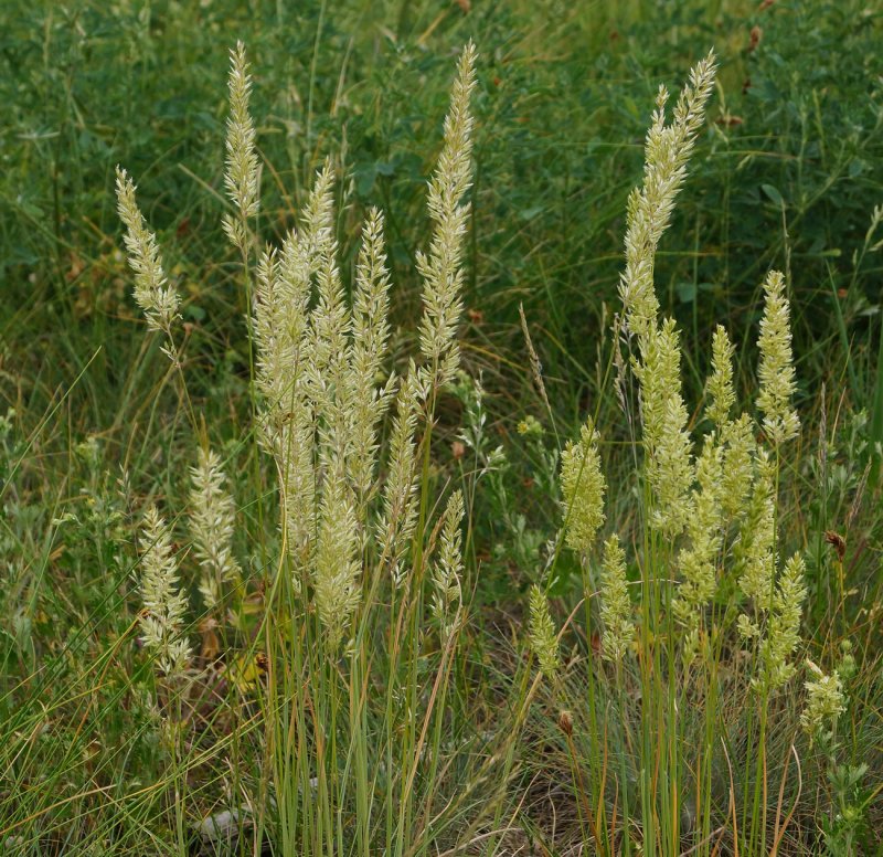 Ковыль Stipa tenuissima