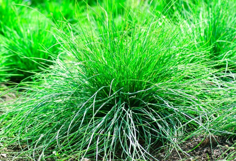Ковыль перистый (Stipa pennata l.)