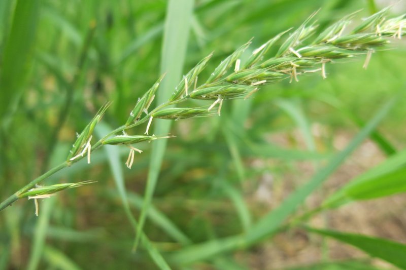 Пырей ползучий (Elytrigia repens)